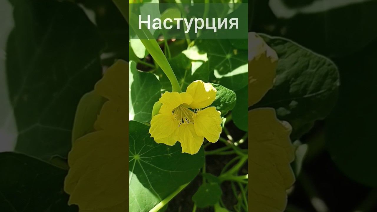 Почему Настурцию называли КАПУЦИНОМ? Полезные свойства.