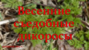 Весенние съедобные дикоросы