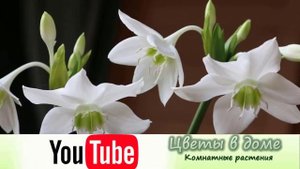 Как стимулировать цветение комнатных растений. На заметку цветоводу.