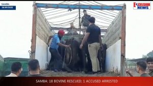 Samba: 18 Bovine Rescued; 1 Accused Arrested