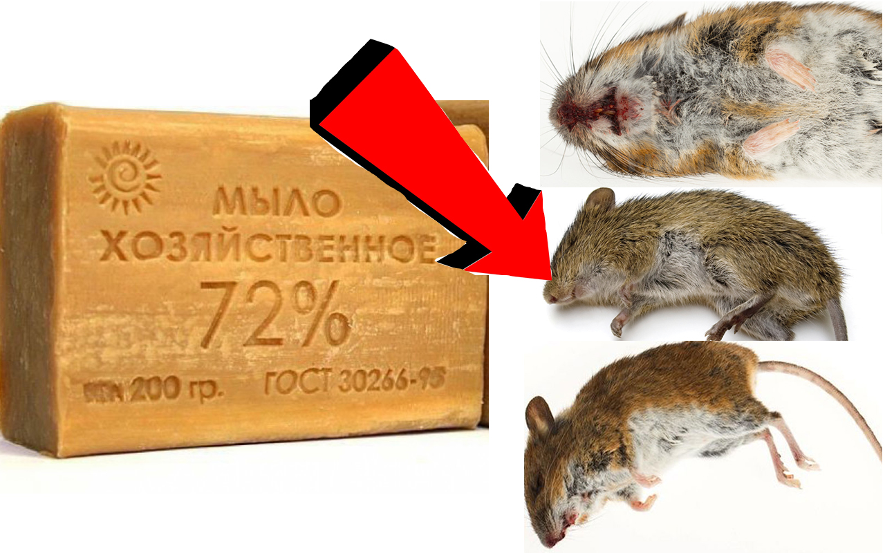Как избавиться от мышей За 3 Секунды!