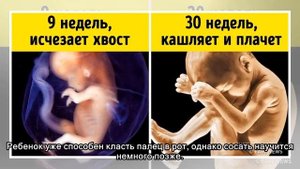 Чем занимается ребенок, пока находится у мамы в животе