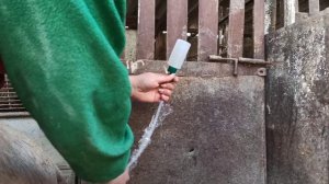 Искусственное осеменение свинки .