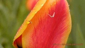 Тюльпан гибридный Апелдорн (tulipa tyulpan) ? Апелдорн обзор: как сажать, луковицы тюльпаны Апелдор