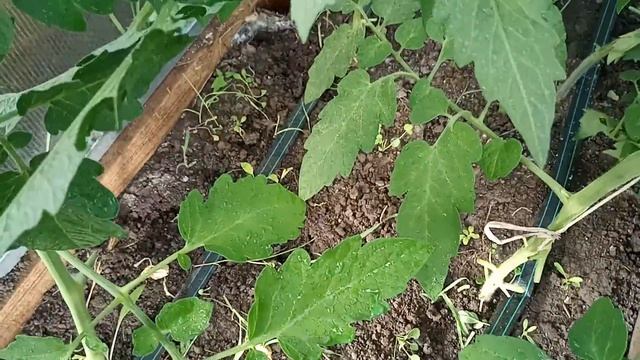 ?Защита от фитофторы.Проверенное средство. смотреть онлайн