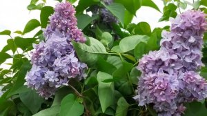 Сирень сорт Надежда.(Олюшкин сад.)