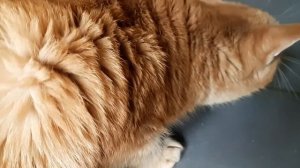 приступ астмы у кота Барсика . Коту 9 лет.