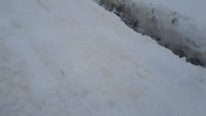 Дервейс аврора,немного пошалил во дворе