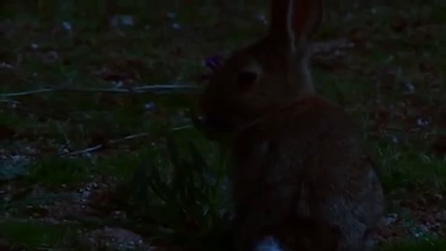 Филин —  Огромная сова, которая хватает всё, что движется! Пернатый стелс в действии! смотреть онлайн