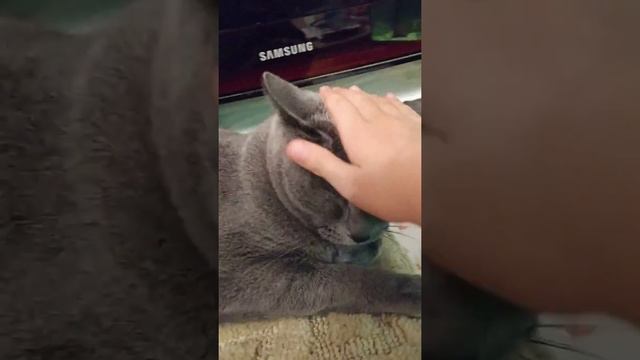 Хэллоуин!!! смотреть онлайн