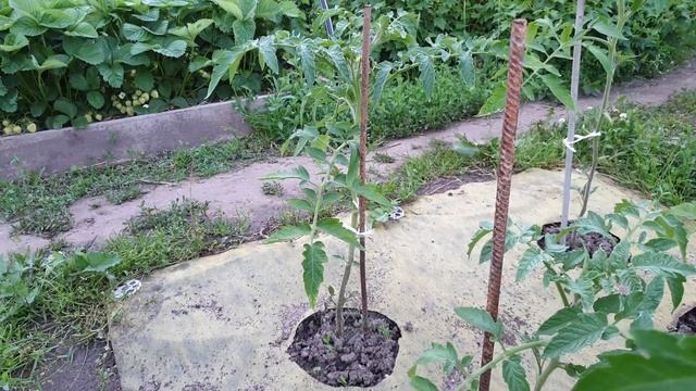 Янтарная кислота и грунтовые томаты. Прошло 3 дня. Потрясающий результат.