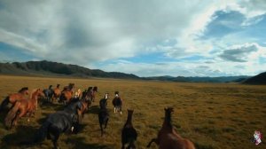 ДИКИЕ ЛОШАДИ АЛТАЙ/WILD HORSE RUNING FPV 4K
