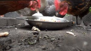 Куры едят Кур ?