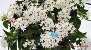 Пентас обыкновенный Вайт ? обыкновенный пентас Вайт обзор: как сажать, семена пентаса Вайт