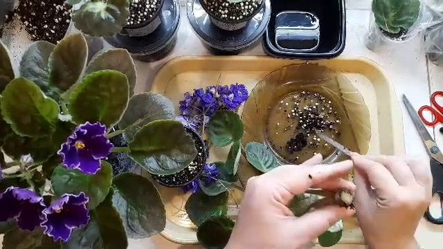 Фиалки, омолаживание снос головы.
