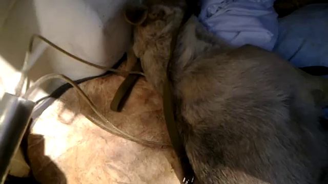 Собака после транка на стерилизацию.