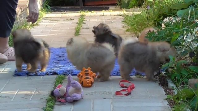 Щенки Померанского шпица из питомника