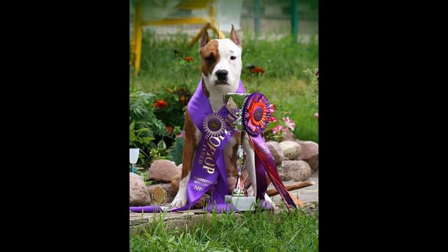 GOLDEN FOLCON TSENA UDACHI *GERA* смотреть онлайн