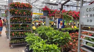 Plant Shopping at LOWES! | June 2022 Florida | Tropical Flowers Succulents Orchids Philodendron ZZ