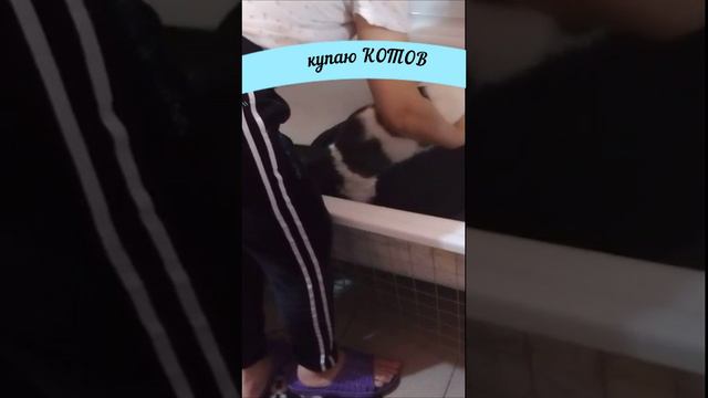 #Shorts Купаю КОТОВ в ванной#плетитеСнами#плетитеСАМИ