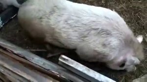 Свиньи теперь едят все вместе из корыта, но им мало места.