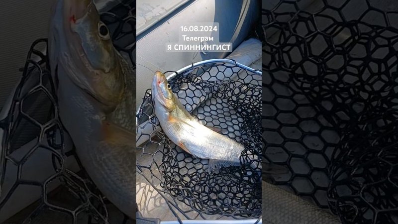 16.08.2024 Рыбалка на спиннинг река Амур #рыбалканаамуре #fishing #рыбалка