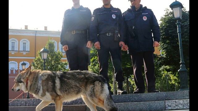 Благодарность Собаке#СобакаДруг автор Видео Елена Гусева