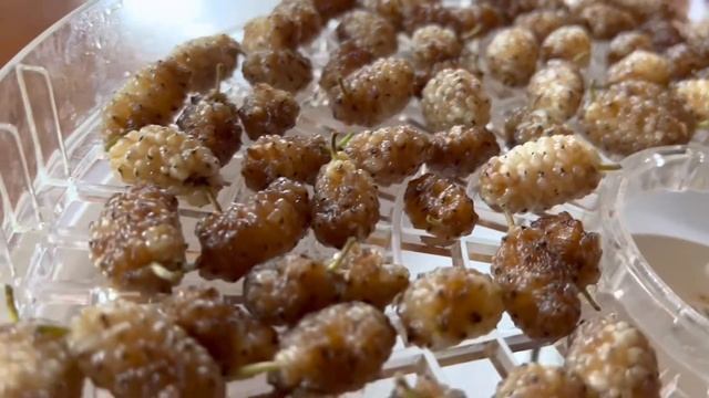 Сушка белой шелковицы (Тутовое дерево) натуральным способом
