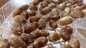 Сушка белой шелковицы (Тутовое дерево) натуральным способом