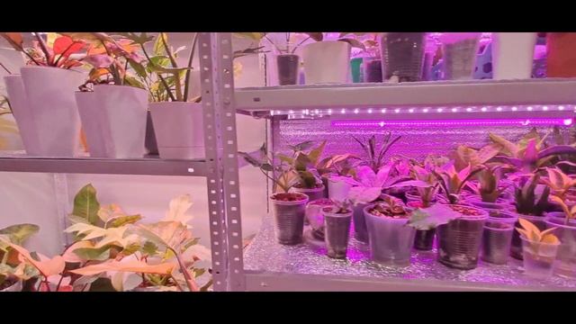 Новый дом для сансевиерий