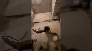 Как приготовить кладочную смесь или плиточный клей
