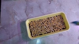 Проращиваем горох пошагово Микрозелень гороха в домашних условиях Microgreen