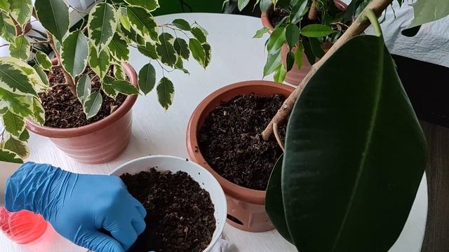 Мотивация на уборку / Мой уход за комнатными цветами / Организация хранения / Рутинные дела смотреть онлайн