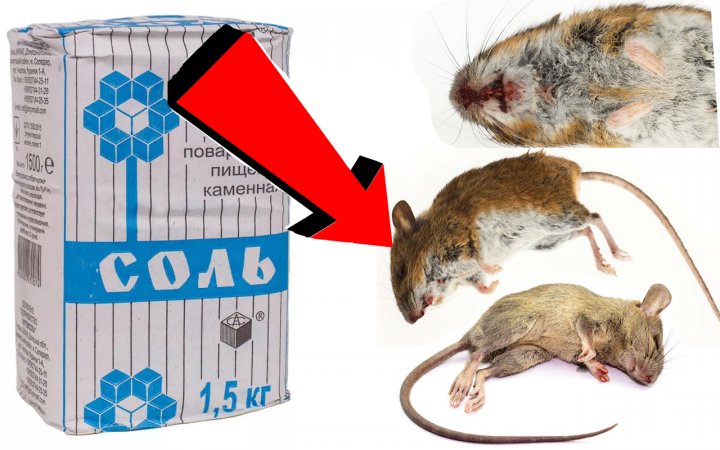 Как быстро избавиться от мышей за 5 миллисекунд!