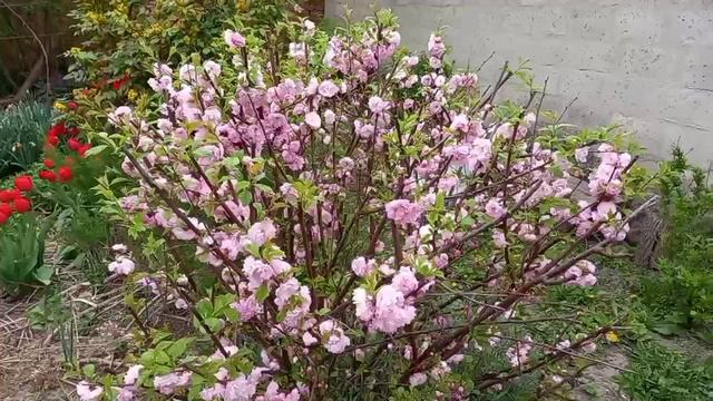 Море тюльпанов в#саду.