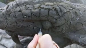 Бордюр змея из цемента своими руками.DIY cement snake border