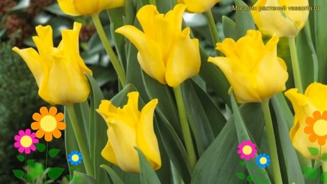 Тюльпан триумф Йеллов Кровн. Краткий обзор, описание характеристик, где купить луковицы Yellow Crow смотреть онлайн