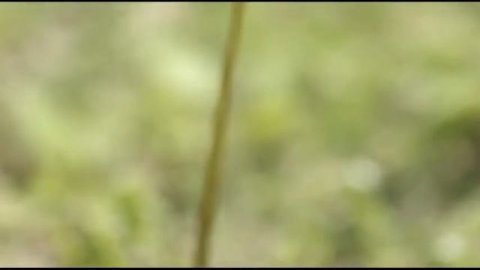 Beauty Nippon"Radiant Plant"