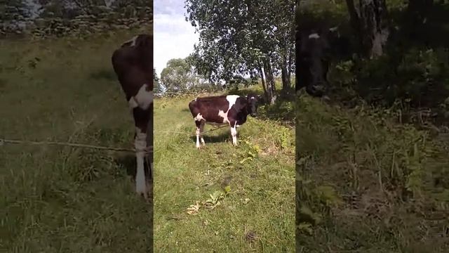 Наши коровы. Айширская Сартавалла и голштинская Субботица смотреть онлайн