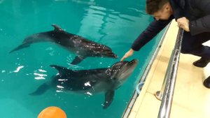 Дельфины в ярославском дельфинарии