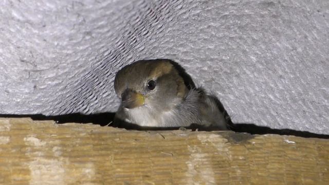 Где и как ночуют воробьи смотреть онлайн