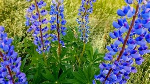 Люпины. Цветы Люпины. Красивые Синие Цветы Люпины. Футажи для видеомонтажа