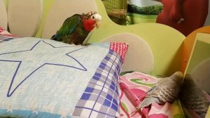 Кубинский амазон и волнистый попугай: продолжение