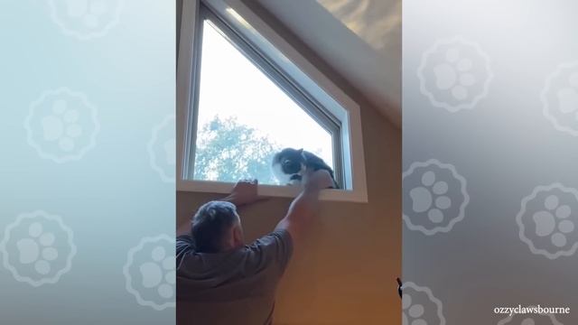 Owners are CRYING, you are LAUGHING! - Funny ANNOYING & TROUBLEMAKING CATS