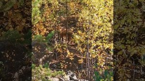 Vento smart 2. Поездка за грибами в прекрасный солнечный день.