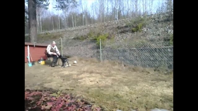 Kriiga Apporterar! Medelstor смотреть онлайн