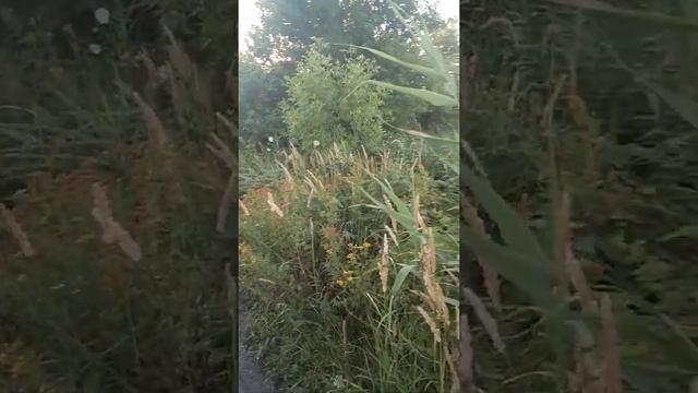 Камыш .Жечь нельзя,косить некому ... смотреть онлайн