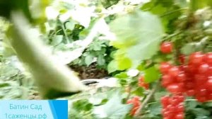 Красная смородина Ватра