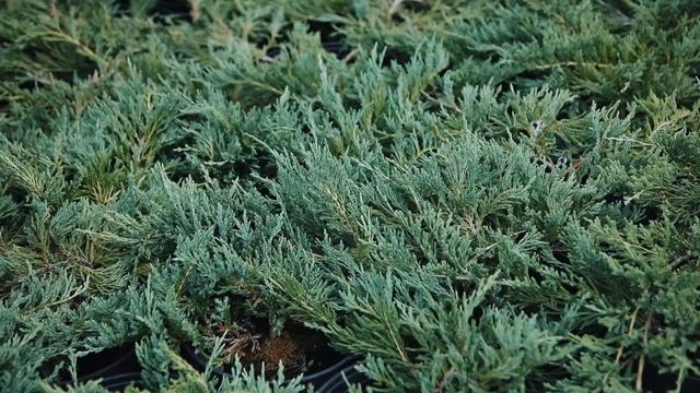 Борьба с сорняками без препаратов | можжевельник смотреть онлайн