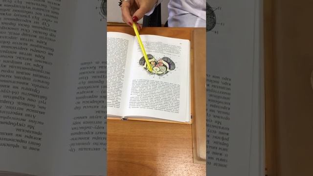 Орталық ми- Средний мозг- Mesencephalon смотреть онлайн